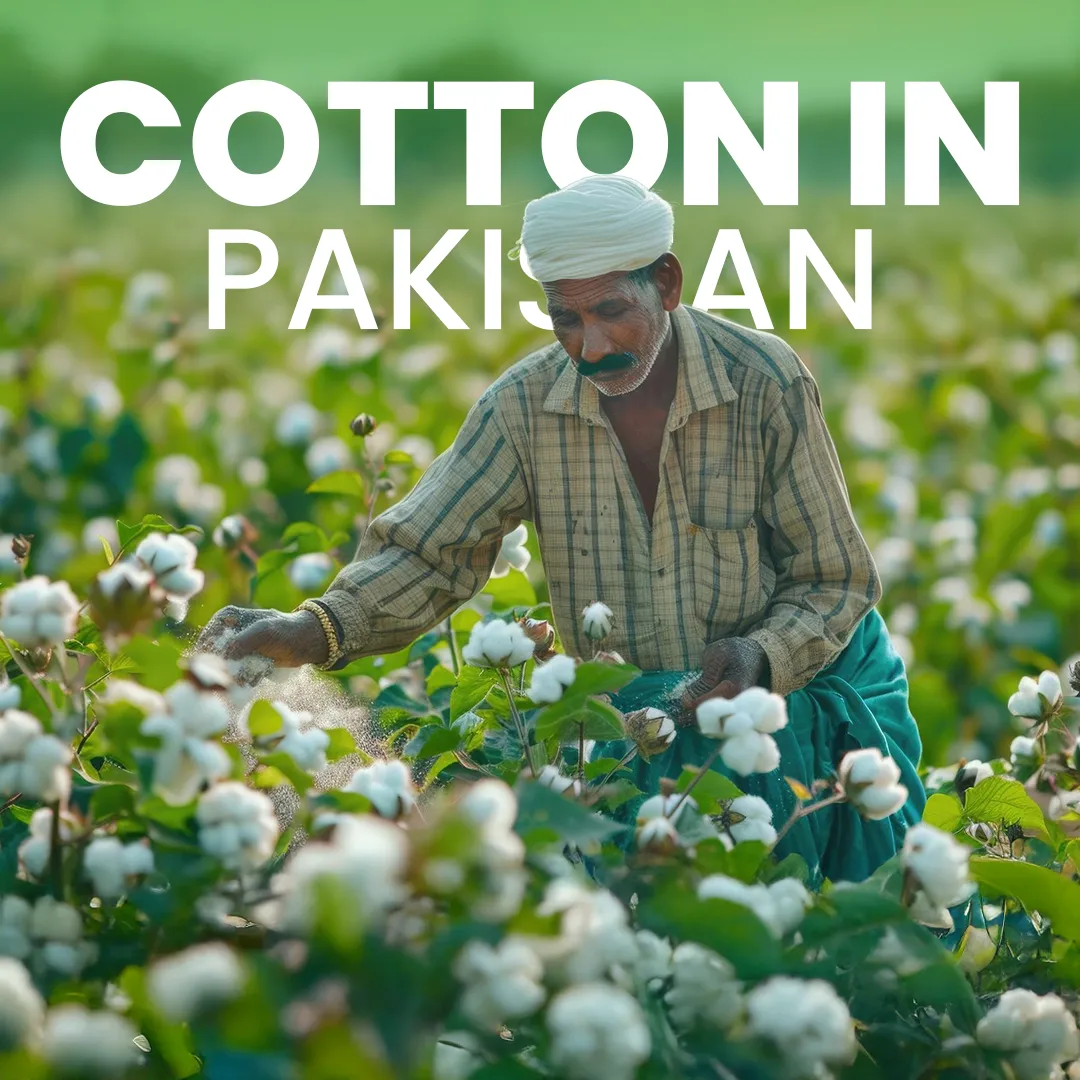 Cotton Prices in Pakistan