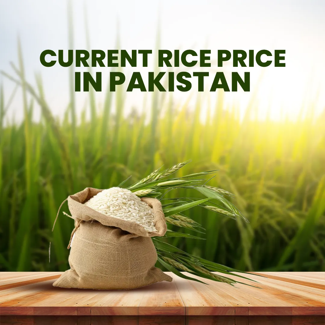 Current Rice Price in Pakistan