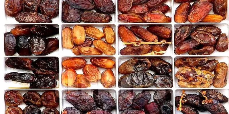 Popular Irani Date Varieties in Pakistan 2026