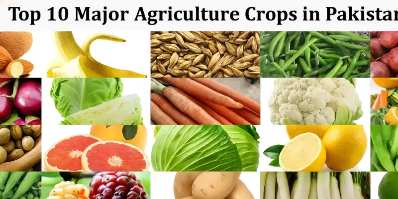 Top 10 Major Agriculture Crops in Pakistan