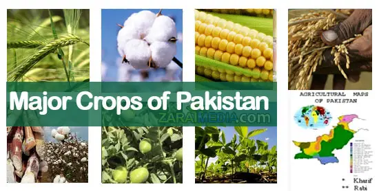 Top 10 Major Agriculture Crops in Pakistan